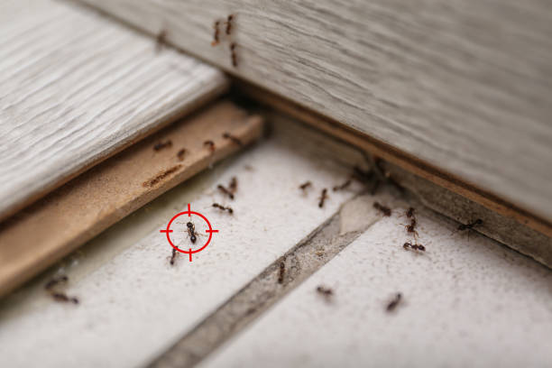 Best Exterminator Services  in Anderson, CA