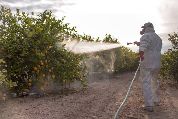 Best Wasp Removal Services  in Anderson, CA