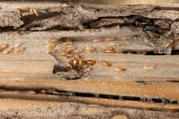 Best Affordable Pest Control Services  in Anderson, CA