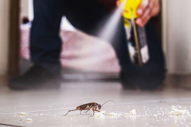 Best Flea Control Services  in Anderson, CA